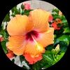 florist11